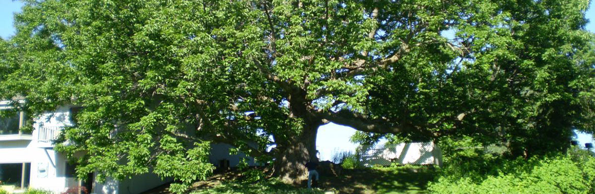 Photo of an Oak Tree