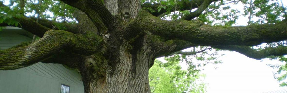 The Tree Doctor: Landscape and Tree Problems