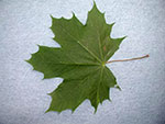 Photo of a Maple Tree leaf